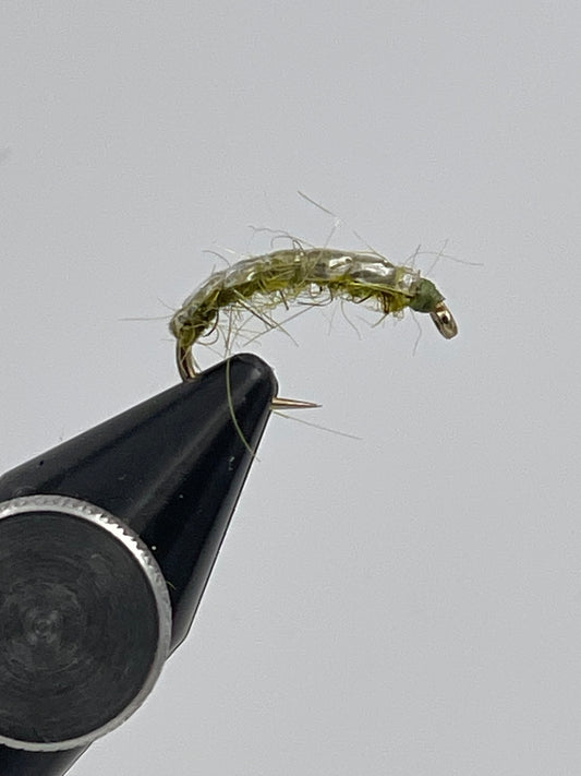 Czech nymph olive